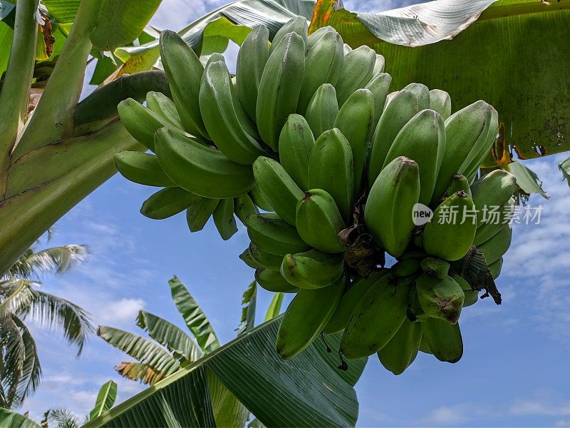 婆罗洲热带自然中的克波克香蕉(Musa acuminata × balbisiana)
